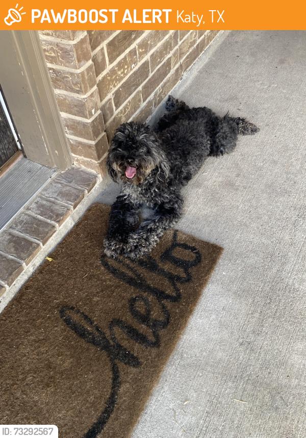 Found/Stray Male Dog last seen Woodseem Ct, Katy, TX 77449