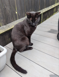 Reunited Female Cat last seen Lower early, Earley, England RG6 3DG