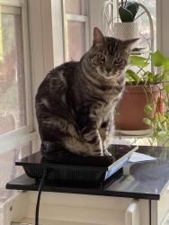 Reunited Male Cat last seen In the Sugarloaf Park neighborhood off of Meadow Church Rd, Duluth, GA 30097