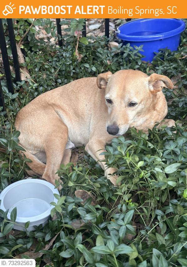 Found/Stray Male Dog last seen Old furnace road and Parris bridge /Carlisle, Boiling Springs, SC 29323
