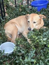 Found/Stray Male Dog last seen Old furnace road and Parris bridge /Carlisle, Boiling Springs, SC 29323
