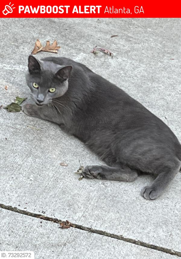 Lost Female Cat last seen Chastain Park Horse Barn - Blanton Road, Atlanta, GA 30327