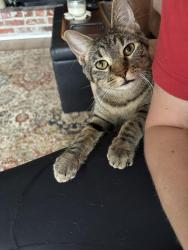 Found/Stray Female Cat last seen Switzer street & 69th street, Shawnee, KS 66203