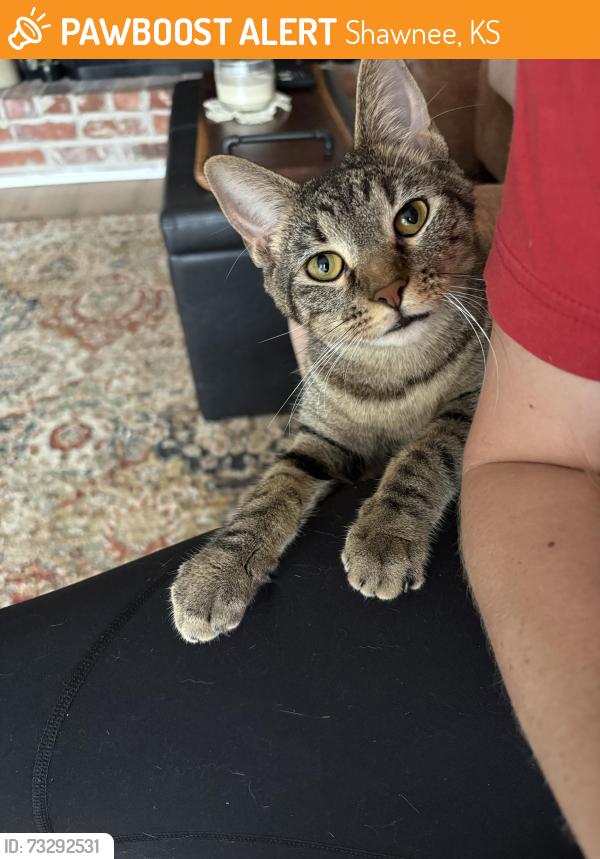 Found/Stray Female Cat last seen Switzer street & 69th street, Shawnee, KS 66203