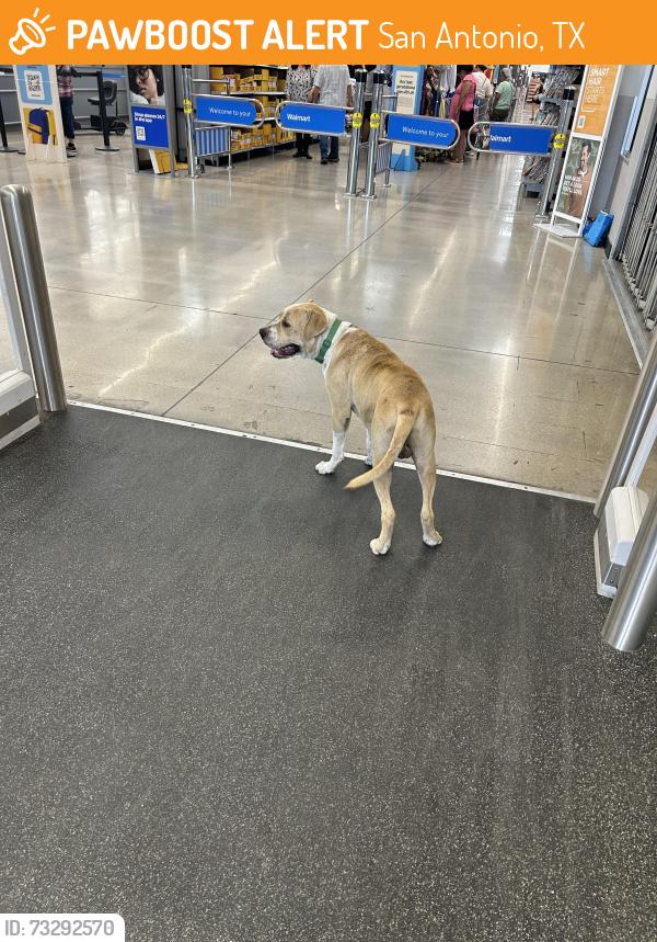 Found/Stray Male Dog last seen Military Dr, San Antonio, TX 78214