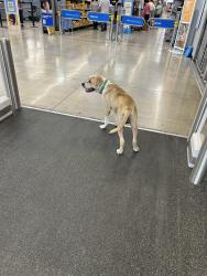 Found/Stray Male Dog last seen Military Dr, San Antonio, TX 78214
