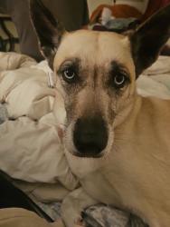 Lost Female Dog last seen Pennsy Trail, Greenfield, IN 46140
