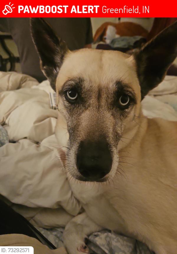 Lost Female Dog last seen Pennsy Trail, Greenfield, IN 46140
