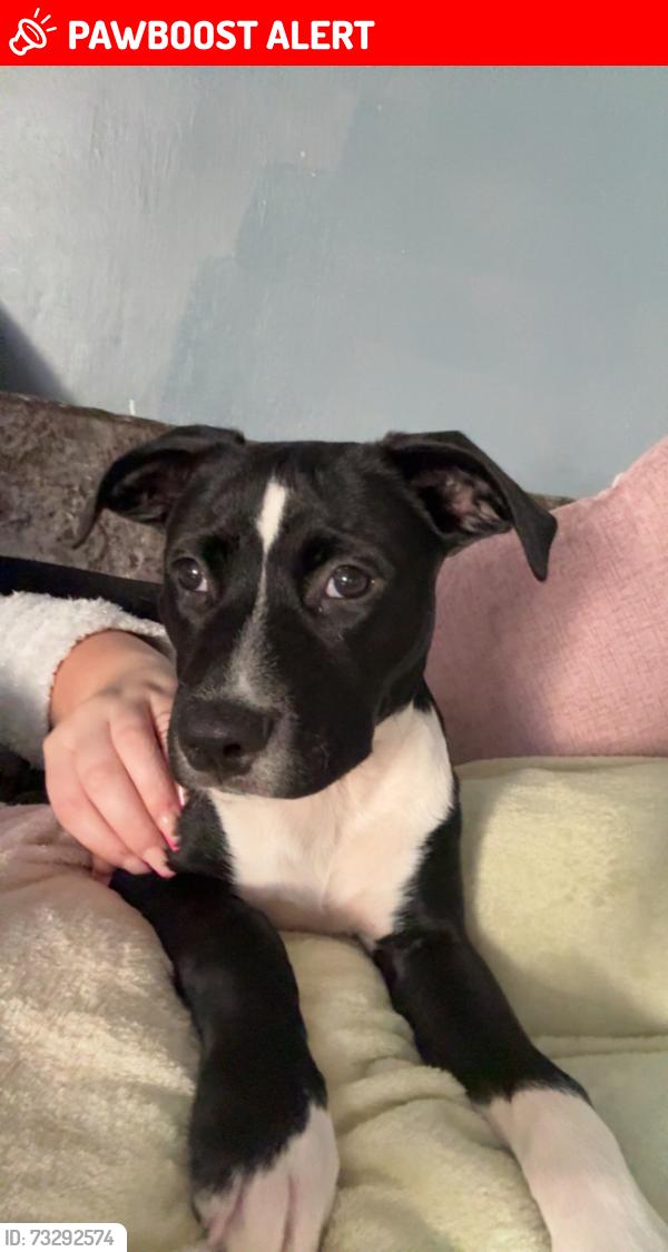 Lost Female Dog last seen Home, Merseyside, England WA12 9HB
