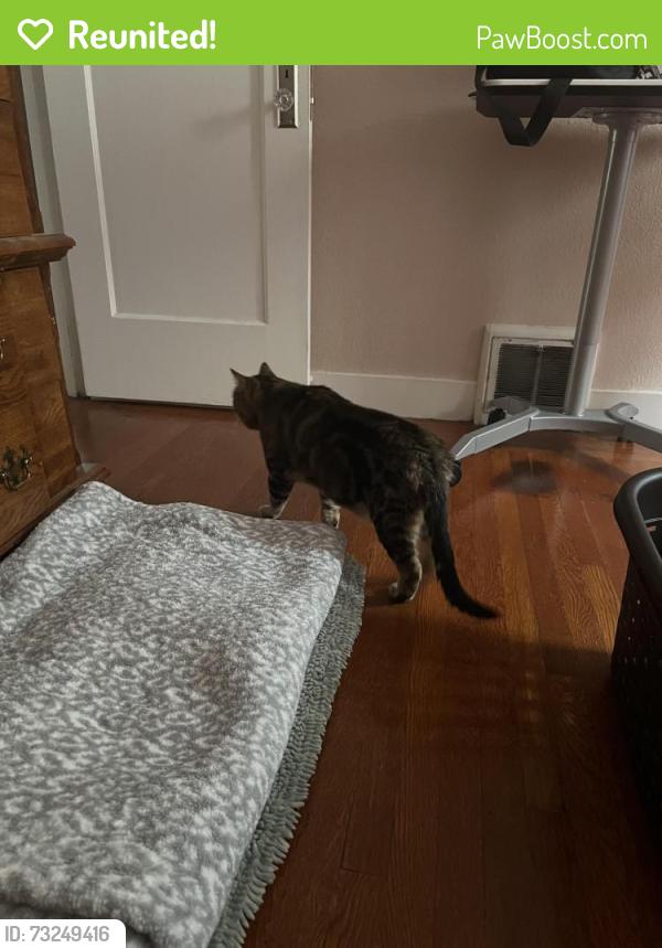 Reunited Male Cat last seen Avalon and Paris, San Francisco, CA 94112