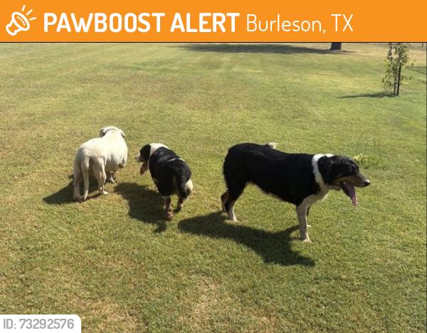 Found/Stray Unknown Dog last seen Renfro and vista north, Burleson, TX 76028