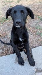 Found/Stray Female Dog last seen Granger Medical, West Valley City, UT 84119