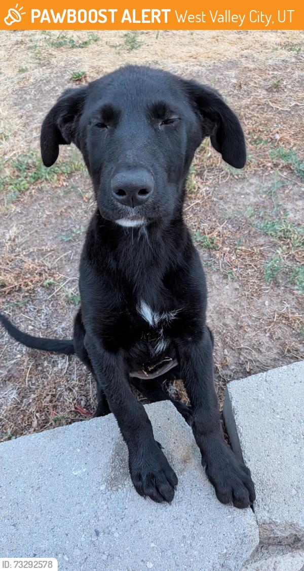 Found/Stray Female Dog last seen Granger Medical, West Valley City, UT 84119