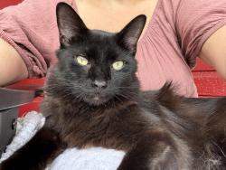 Found/Stray Female Cat last seen Taylor & Guthrie, Durham, NC 27701