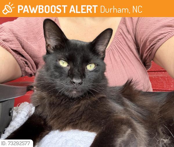 Found/Stray Female Cat last seen Taylor & Guthrie, Durham, NC 27701