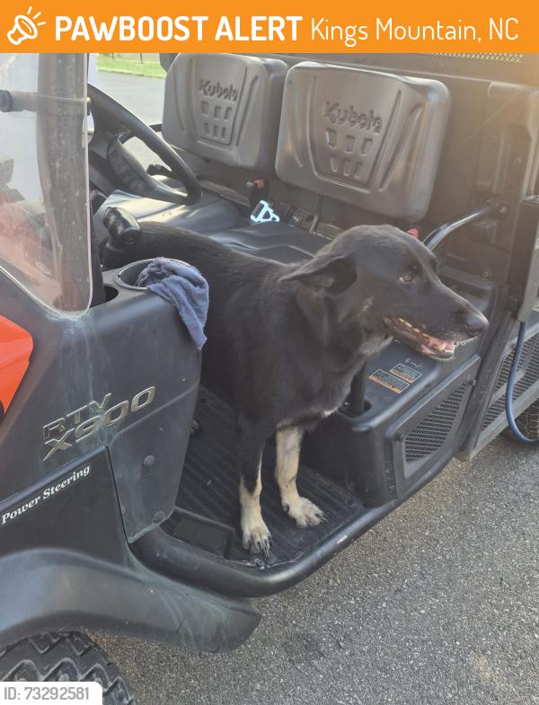 Found/Stray Female Dog last seen City of KM WTP, Kings Mountain, NC 28086
