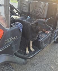 Found/Stray Female Dog last seen City of KM WTP, Kings Mountain, NC 28086