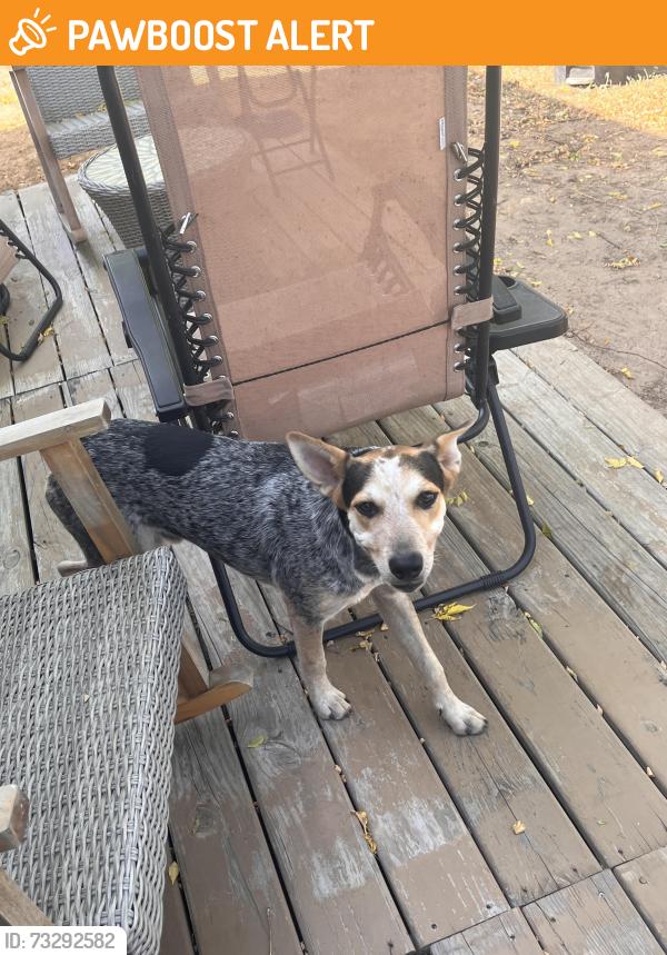 Found/Stray Male Dog last seen County road 3111, Joy Wright N Access Rd, TX 75647