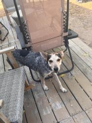 Found/Stray Male Dog last seen County road 3111, Joy Wright N Access Rd, TX 75647