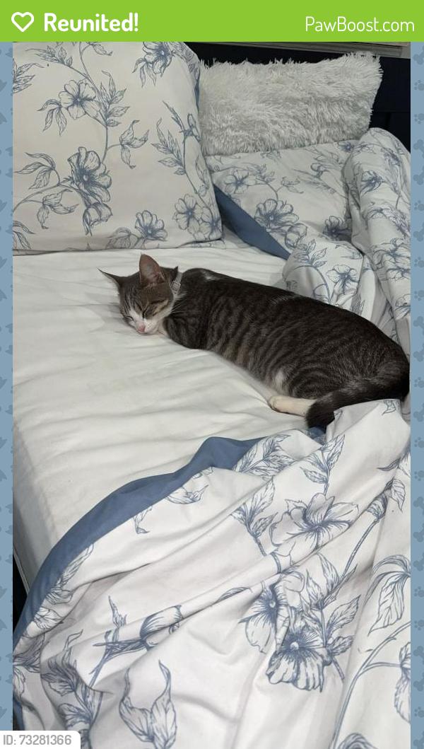 Reunited Female Cat last seen Darcel Avenue and Finch, Mississauga, ON 