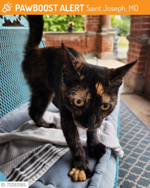 Surrendered Unknown Cat last seen 5th St. & Louis, Saint Joseph, MO 64501