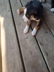 Reunited Male Dog last seen Near, Shawnee, OK 74804