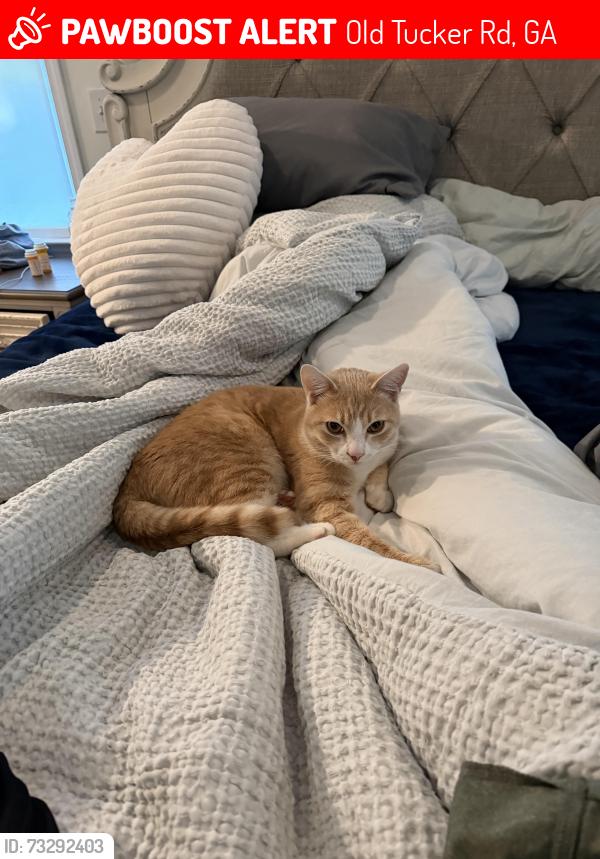 Lost Male Cat last seen Old Tucker road, Old Tucker Rd, GA 30087