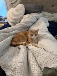 Lost Male Cat last seen Old Tucker road, Old Tucker Rd, GA 30087