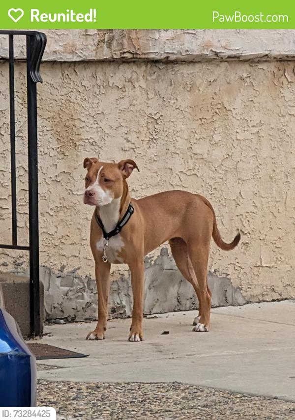 Reunited Female Dog last seen W Thompson and 29th, Philadelphia, PA 19121