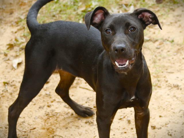 Shelter Stray Female Dog last seen Near BLOCK WILLIAMS RD, TALLAHASSEE FL 32311, 1125 Easterwood Dr, Tallahassee, FL 32311, USA