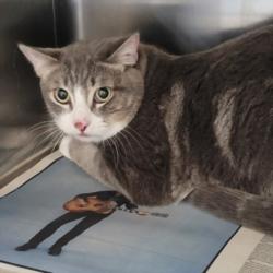 Shelter Stray Unknown Cat last seen , 3201 Lacy St, Los Angeles, CA 90031, USA