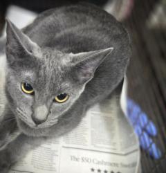 Shelter Stray Female Cat last seen , 3201 Lacy St, Los Angeles, CA 90031, USA