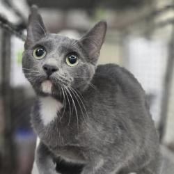 Shelter Stray Female Cat last seen , 3201 Lacy St, Los Angeles, CA 90031, USA