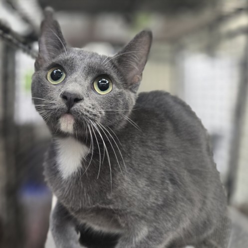 Shelter Stray Female Cat last seen , 3201 Lacy St, Los Angeles, CA 90031, USA