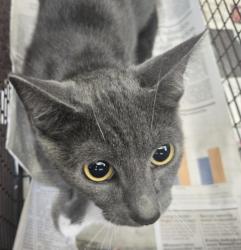 Shelter Stray Female Cat last seen , 3201 Lacy St, Los Angeles, CA 90031, USA