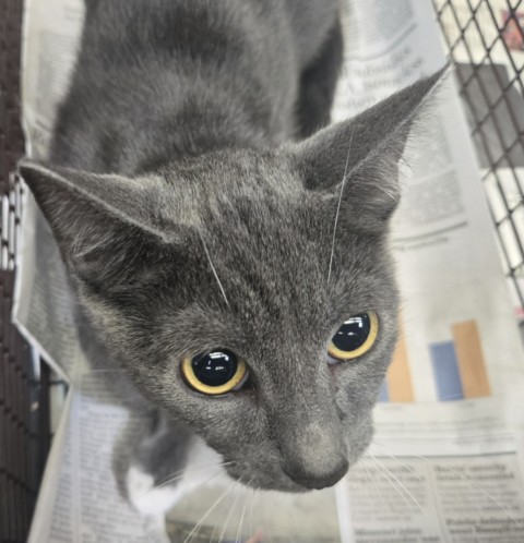 Shelter Stray Female Cat last seen , 3201 Lacy St, Los Angeles, CA 90031, USA