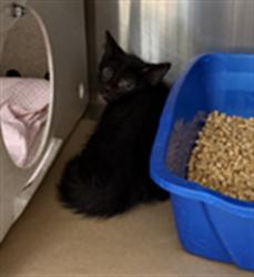 Shelter Stray Unknown Cat last seen , 232 Eslinger Way, Sanford, FL 32773, USA