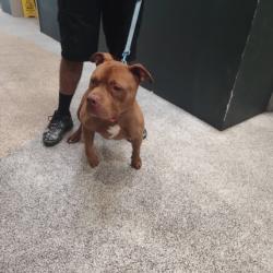 Shelter Stray Male Dog last seen , 3201 Lacy St, Los Angeles, CA 90031, USA