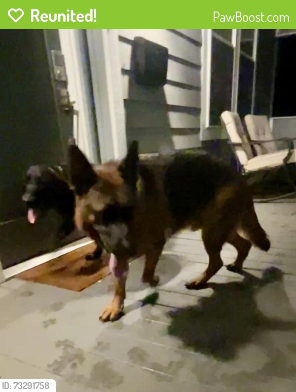 Reunited Male Dog last seen Colonial St and Camden, Durham, NC 27701