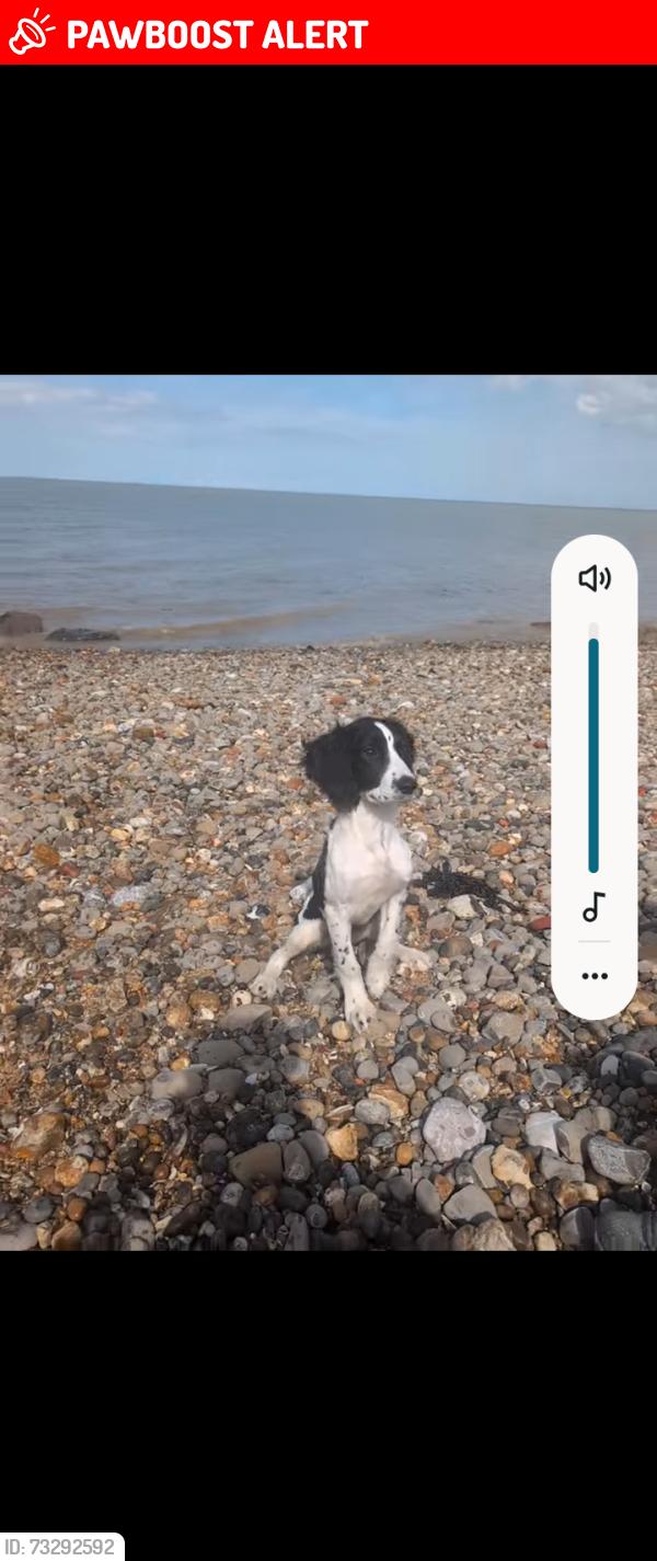 Lost Male Dog last seen Sutton road Maidstone, Park Wood, England ME15 9XF