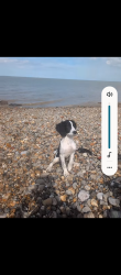 Lost Male Dog last seen Sutton road Maidstone, Park Wood, England ME15 9XF