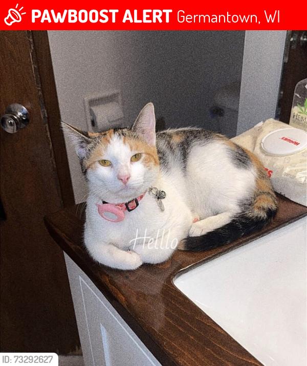 Lost Female Cat last seen Starlite Drive off Pilgrim Road, Germantown, WI 53022