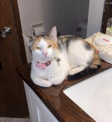 Lost Female Cat last seen Starlite Drive off Pilgrim Road, Germantown, WI 53022