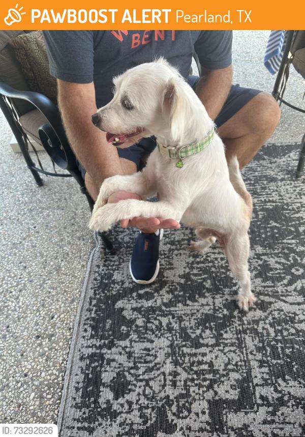 Found/Stray Female Dog last seen Romero, Pearland, TX 77581