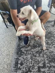 Found/Stray Female Dog last seen Romero, Pearland, TX 77581