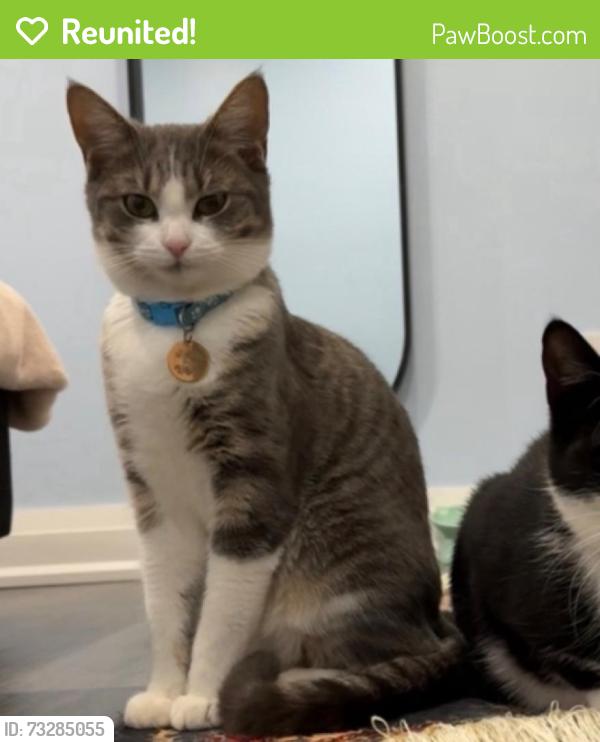 Reunited Female Cat last seen Darcel Avenue Public School, Mississauga, ON L4T 2E1