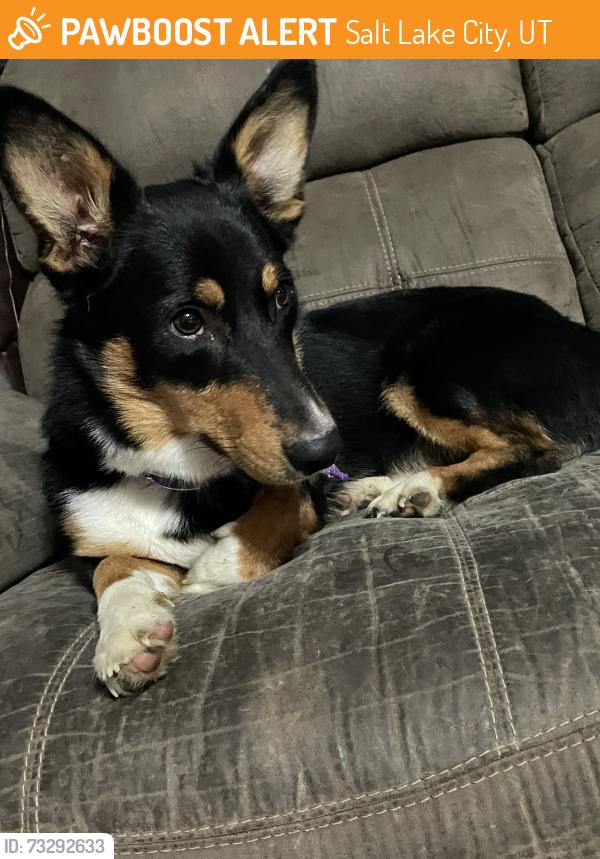 Found/Stray Unknown Dog last seen salt lake public utilities, Salt Lake City, UT 84116