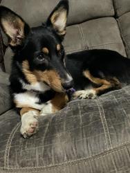 Found/Stray Unknown Dog last seen salt lake public utilities, Salt Lake City, UT 84116