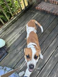 Found/Stray Female Dog last seen 5-10 minutes from Publix on Thomasten Rd, Lizella, GA 31052