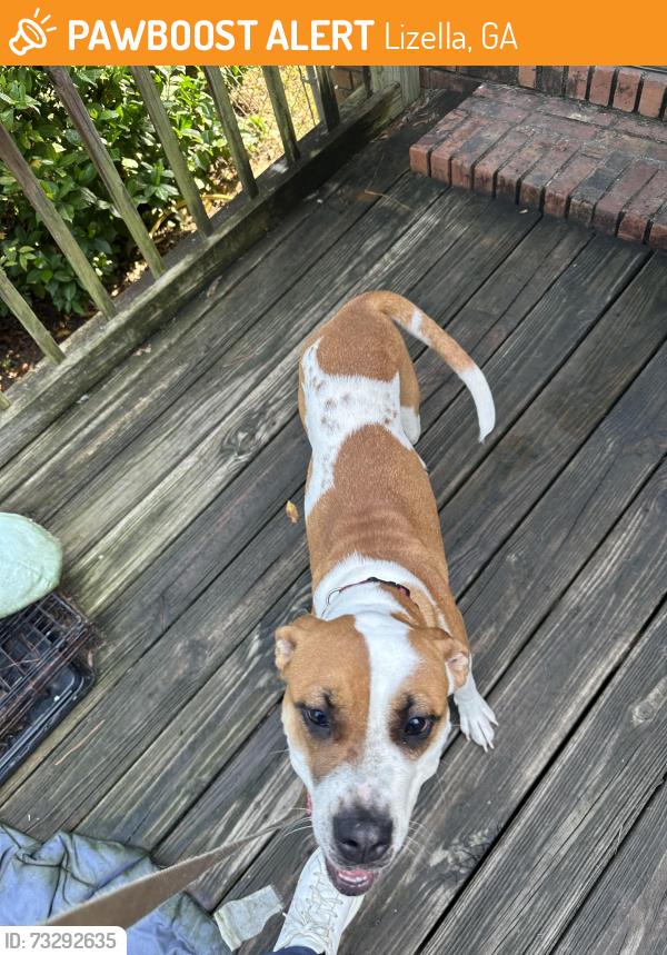 Found/Stray Female Dog last seen 5-10 minutes from Publix on Thomasten Rd, Lizella, GA 31052